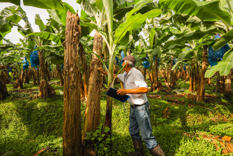 Corbana presenta nueva edición del Manual de Buenas Prácticas Agrícolas para fortalecer la productividad y sostenibilidad del sector bananero