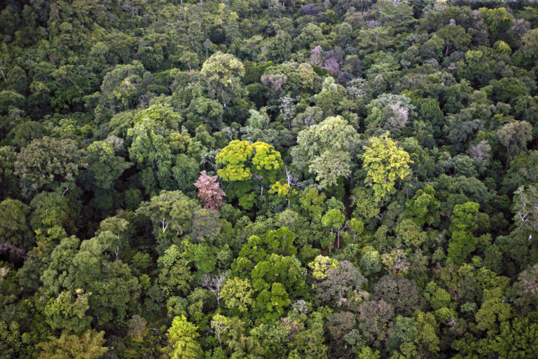 Estudio sobre Osa identifica degradación ambiental localizada y vínculos del narcotráfico con actividades legales