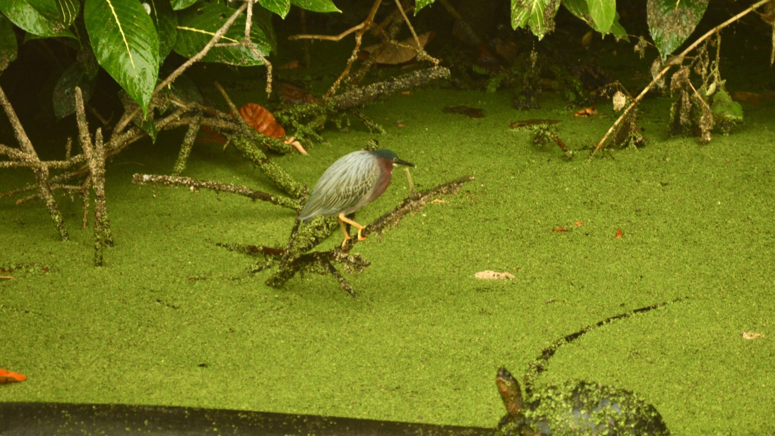 Imagen principal del artículo: Reto invita a registrar biodiversidad en ríos y corredores biológicos de Costa Rica
