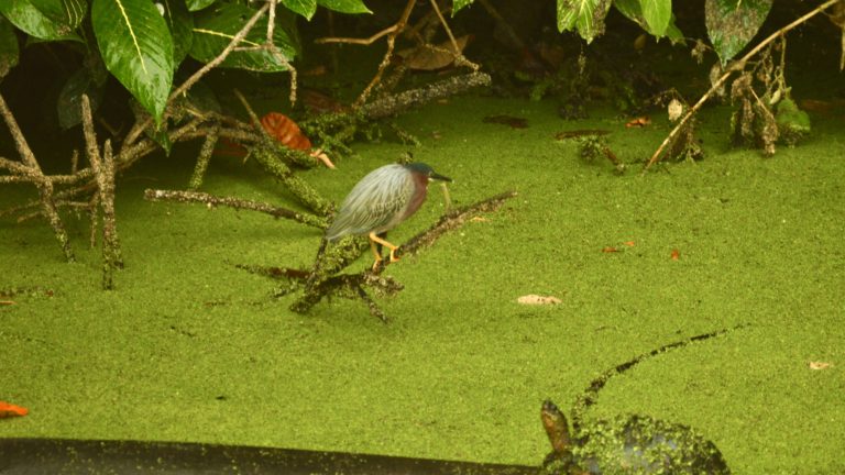 Reto invita a registrar biodiversidad en ríos y corredores biológicos de Costa Rica
