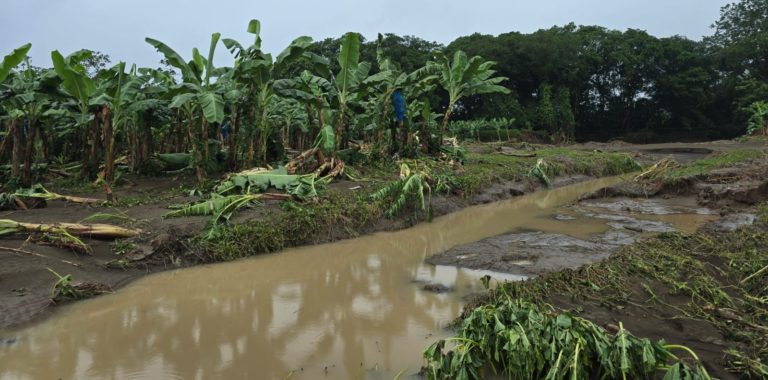 Corbana: fuertes lluvias impactan zonas bananeras de la Región Caribe y aumentan la preocupación por afectaciones a la producción