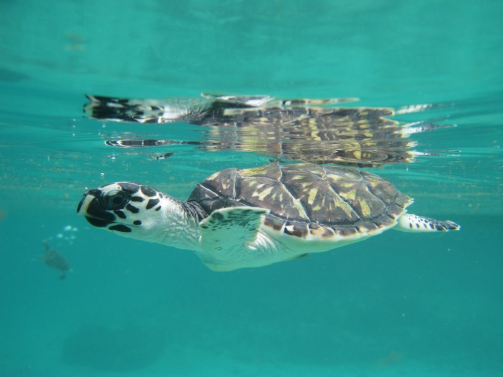 Tortuga Carey Credito Parque Nacional Natural Islas Corales del Rosario y San Bernardo Colombia.