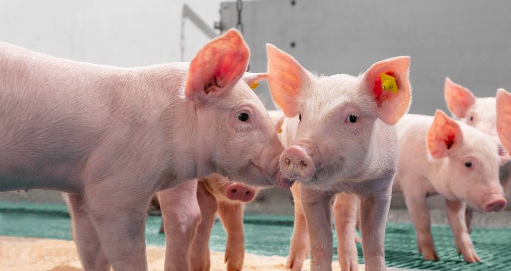 Imagen principal del artículo: Prevenir enfermedades desde las granjas fortalece la inocuidad de los alimentos que consumen los costarricenses