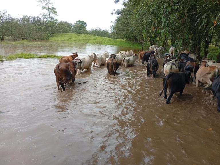 Ganaderos valoran pedir declaratoria de emergencia por inundaciones en el Caribe