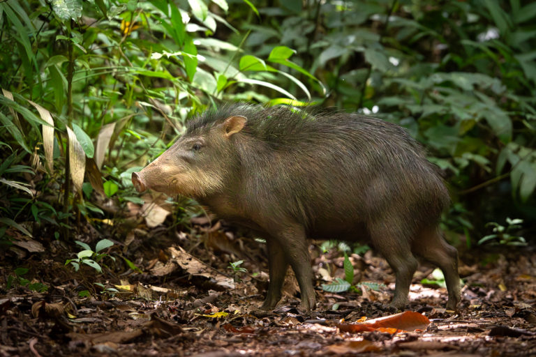 Proyecto reintroduce al chancho de monte en el Parque Nacional Piedras Blancas tras más de 15 años de ausencia