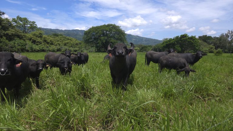 UTN Sede de Atenas será punto de encuentro para la ganadería sostenible, la agroindustria y la innovación agroalimentaria
