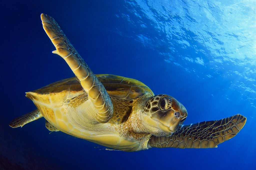 Tortuga verde.