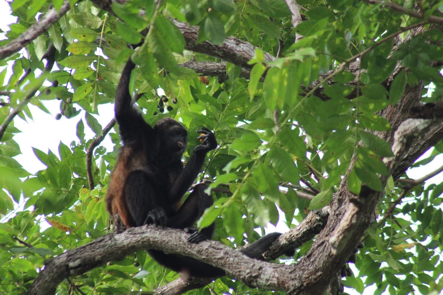 Imagen principal del artículo: Literatura y conservación se unen para apoyar a la fauna afectada por incendios forestales