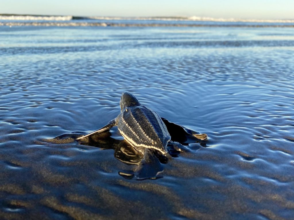 Tortuga laúd – Eliécer Núñez Durán.
