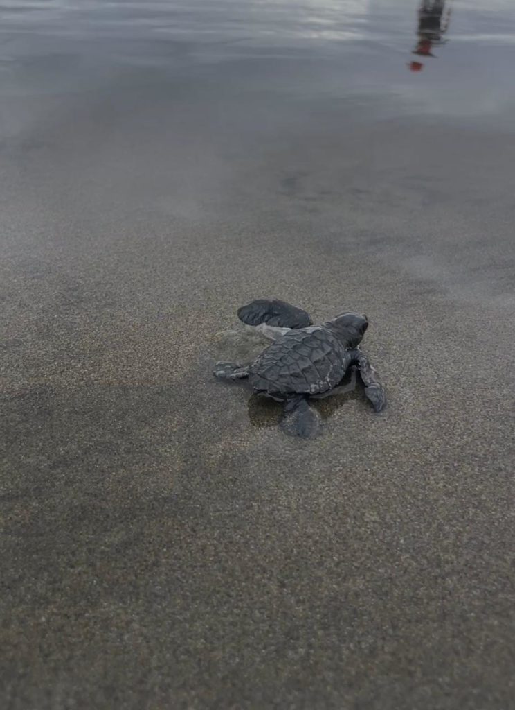 Tortuga olivacea – Amelia Ganoa.