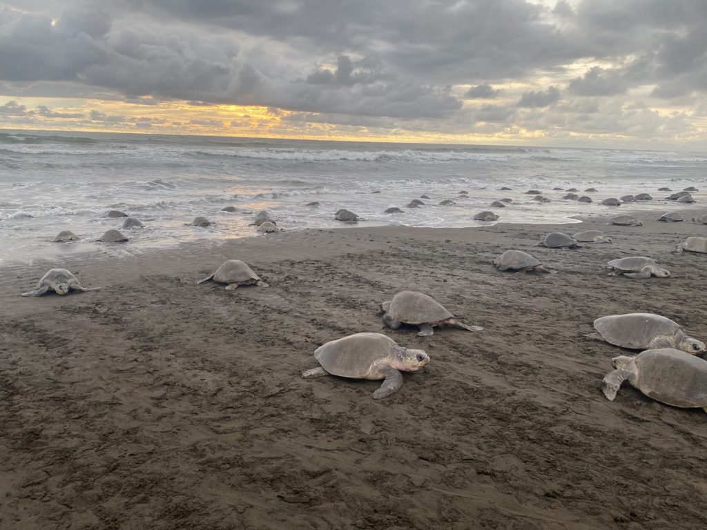 Tortuga olivacea – Eliécer Núñez Durán.