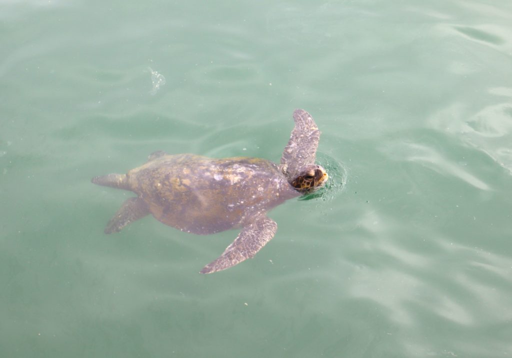 Tortuga verde – Marielly Piedrahíta.