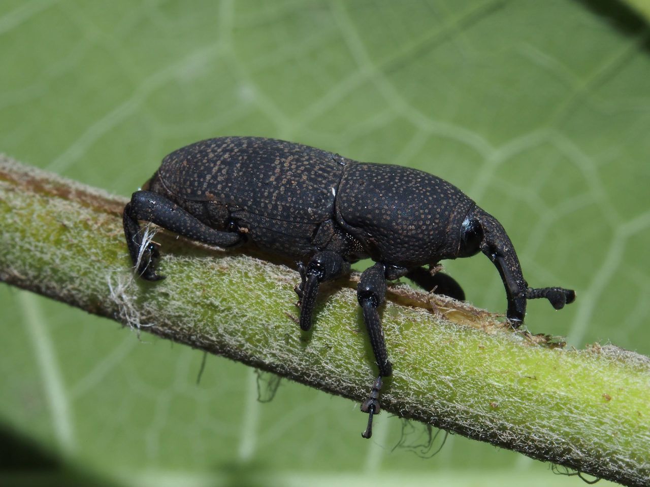 Imagen principal del artículo: Buenas noticias para la conservación: Monteverde destaca a nivel mundial y estudio en Guanacaste redimensiona la riqueza de insectos