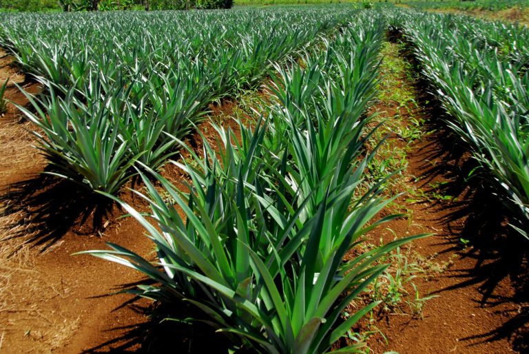 Bioinsumos en piña podrían evitar 41.945 toneladas de CO₂e al año, según informe de FAO