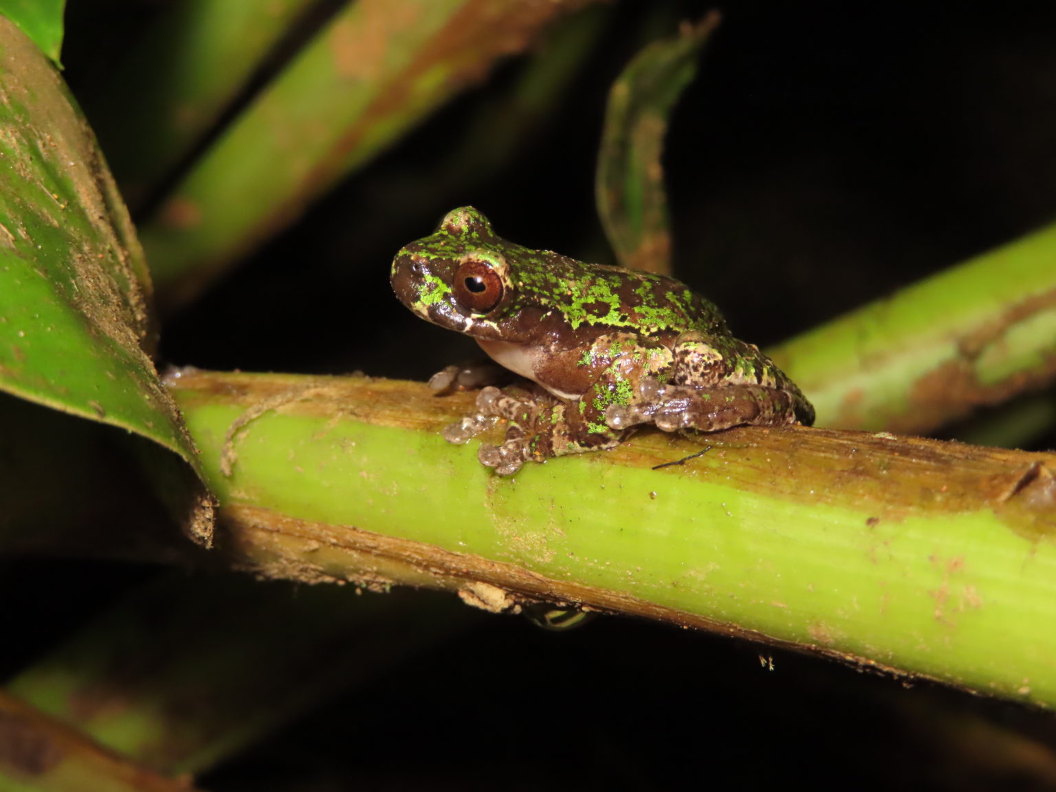 Imagen principal del artículo: Investigadores costarricenses identifican una nueva rana en las montañas de Los Santos
