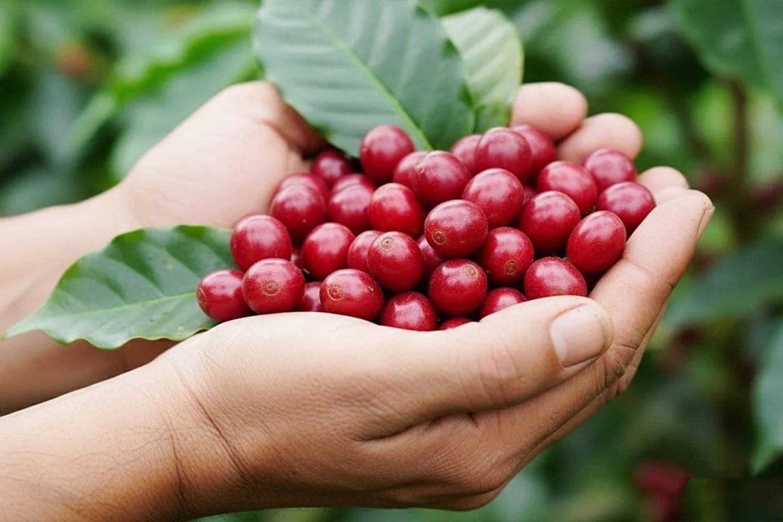 Imagen principal del artículo: Cosecha segura: garantía para los recolectores de café