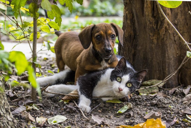 Municipalidad de Santa Ana realizará jornadas gratuitas de castración para perros y gatos