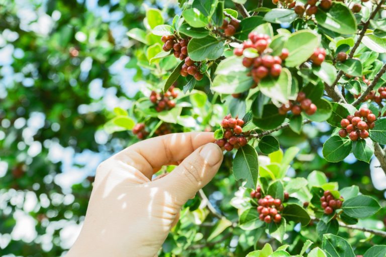 Agrotransformación: de lo básico a lo sublime