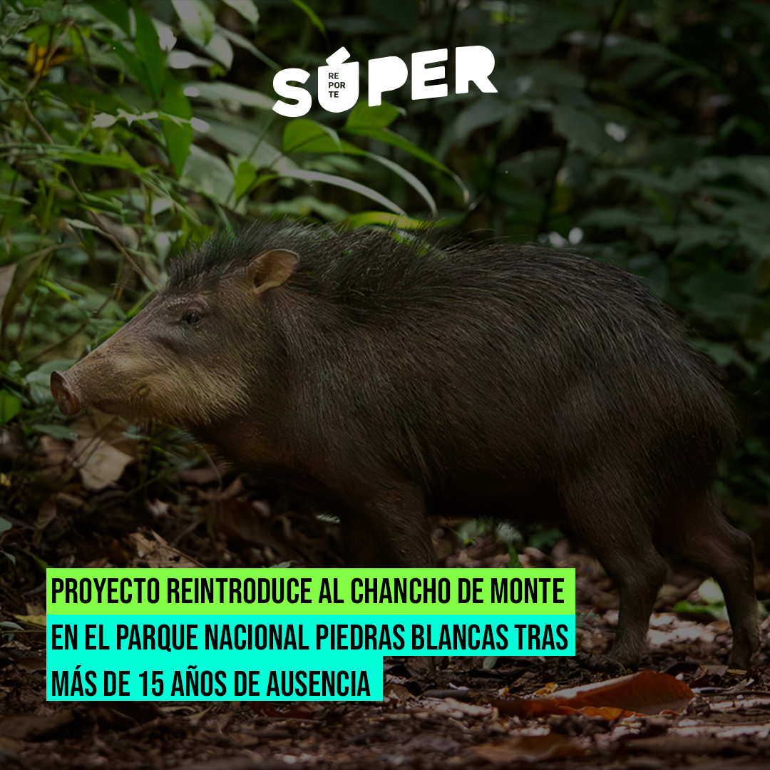 Chancho de monte en el Parque Nacional Piedras Blancas
