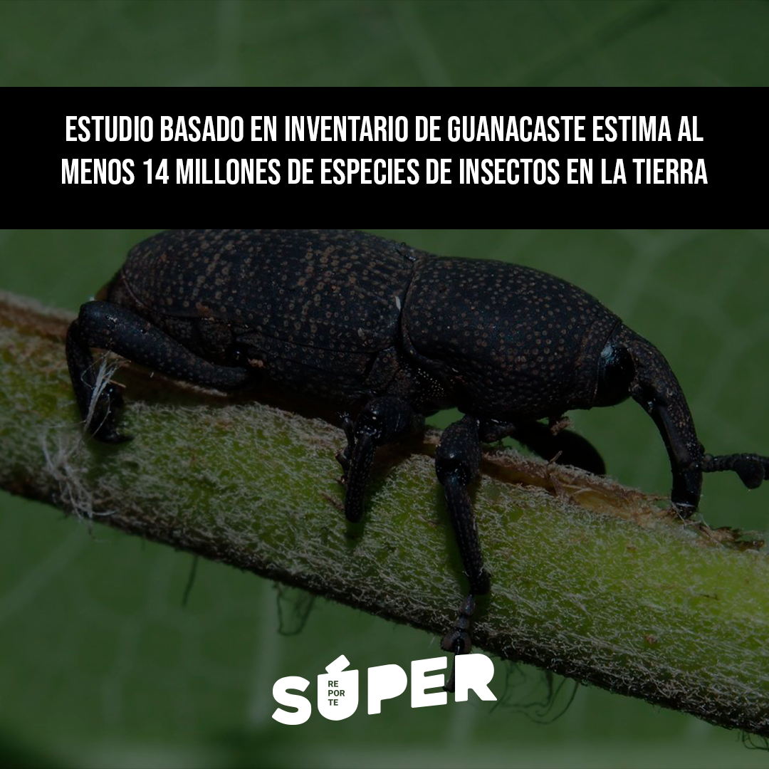 Estudio basado en décadas de inventario biológico en Guanacaste estima que la Tierra podría albergar más de 14 millones de especies de insectos.