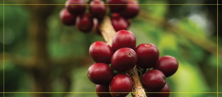 Competencia internacional de café regenerativo abre convocatoria para productores certificados