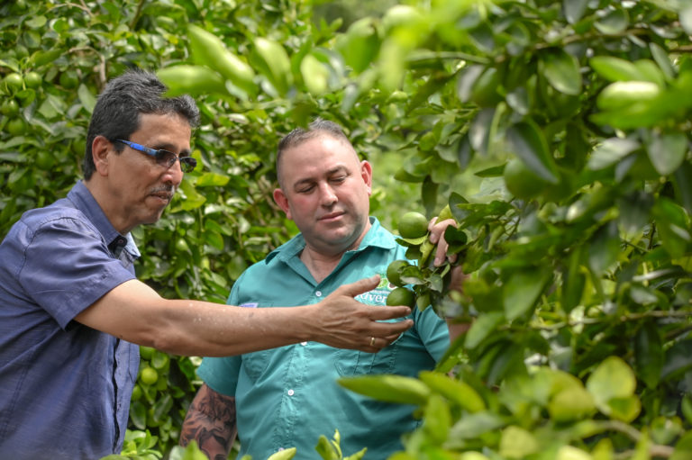 De sembrar café a limones: la historia de un productor que apostó por cambiar su destino