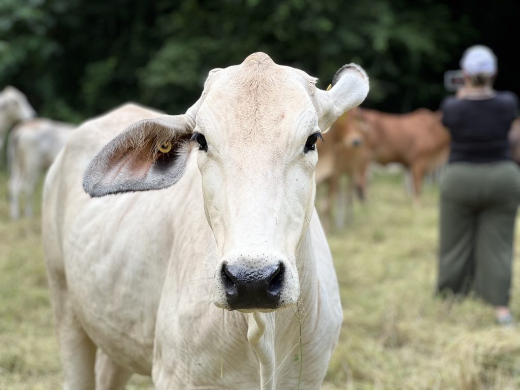 Ganaderos llaman a reforzar la prevención ante casos de rabia paralítica bovina en Costa Rica