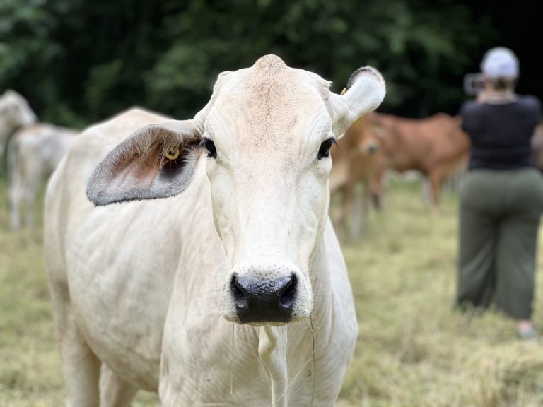 Ganaderos llaman a reforzar la prevención ante casos de rabia paralítica bovina en Costa Rica