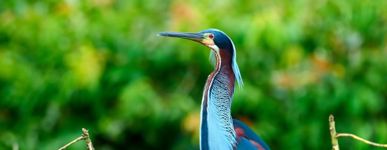 UNED impulsa investigación para proteger concentración de cerca de 1.000 garzas agamí en Guatuso