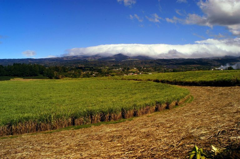 Del cañal a la mesa: azúcar costarricense, tradición y balance