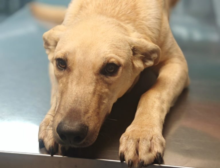 Cartago impulsa adopción de 17 perros rescatados durante la Romería 2026