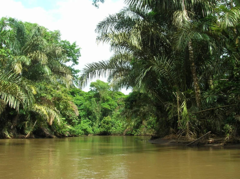 Sinac denuncia posibles afectaciones ambientales en humedal de Río Bananito