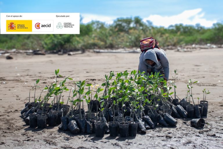 Cerca de 100 voluntarios sembraron 2.600 plantas de mangle en el Golfo de Nicoya