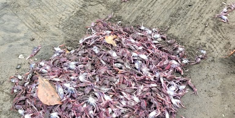 Temperatura del mar explicaría muerte de cangrejos en playas guanacastecas, según investigación de la UNA