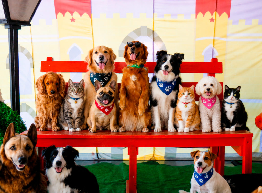 Festival de Mascotas regresa al Museo de los Niños con adopciones, juegos y pasarela