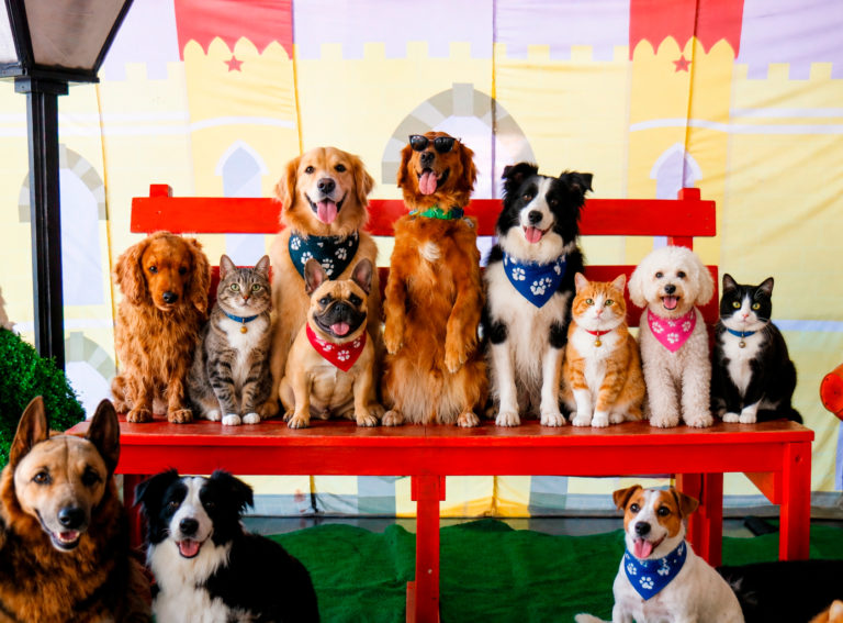 Festival de Mascotas regresa al Museo de los Niños con adopciones, juegos y pasarela