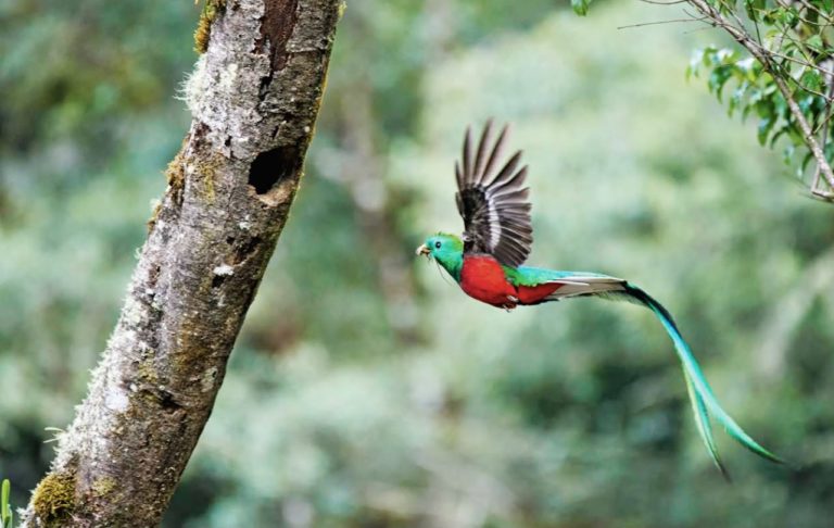 Costa Rica es el “tesoro de la naturaleza” de un nuevo reportaje de National Geographic Traveler