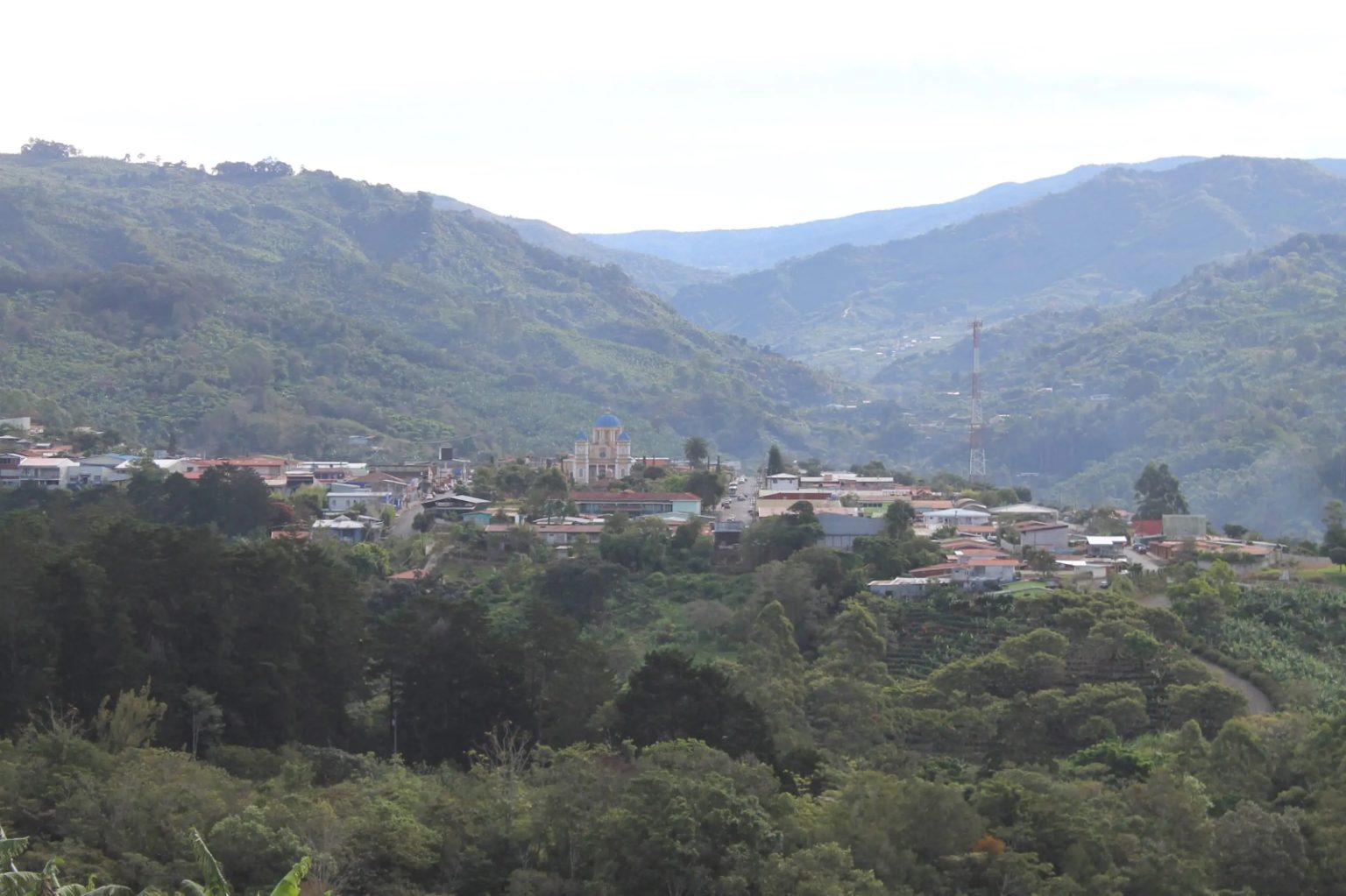 Imagen principal del artículo: Juzgado ordena restaurar bosque afectado por cultivo de café en tres fincas de Tarrazú