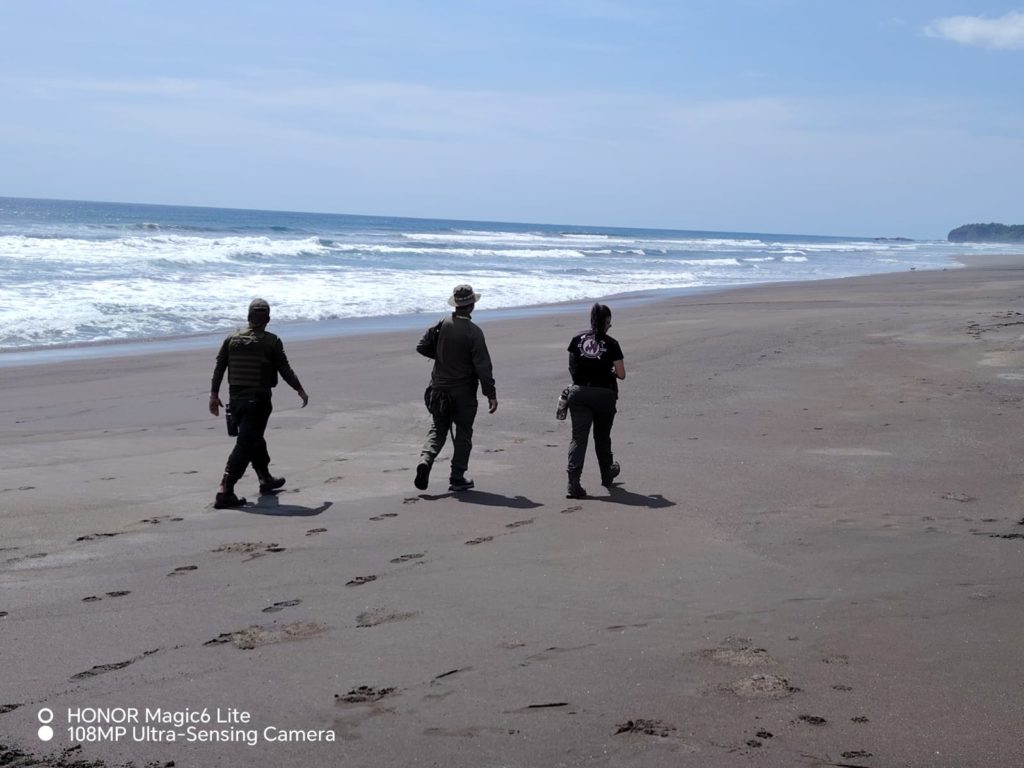 Cinco detenidos durante controles por arribada de tortugas lora en Ostional