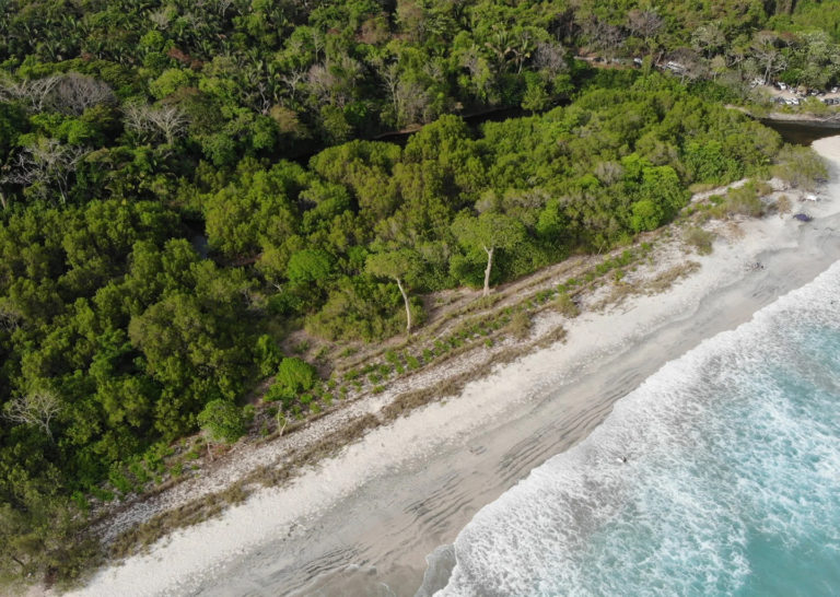 Una promesa en una playa de Costa Rica se convirtió en 111.000 árboles