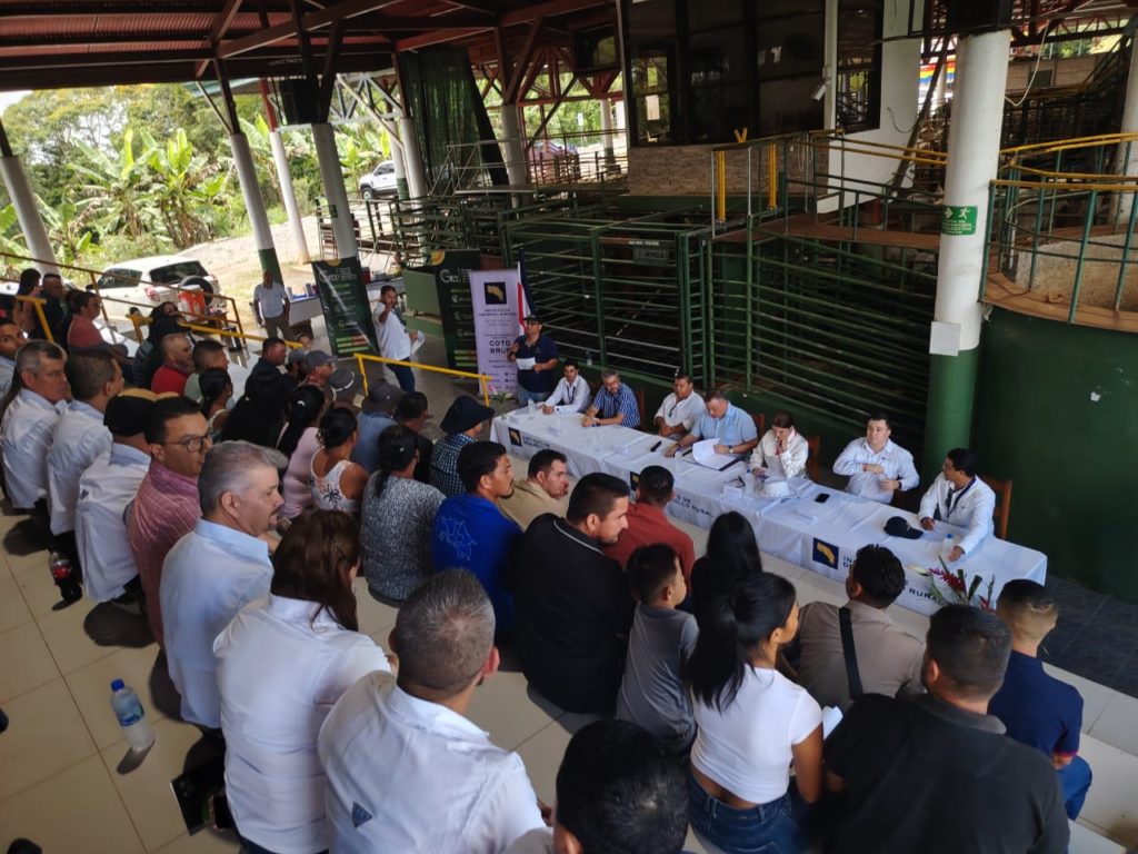 Inder: 24 familias productoras de Curré y Colinas reciben 72 bovinos