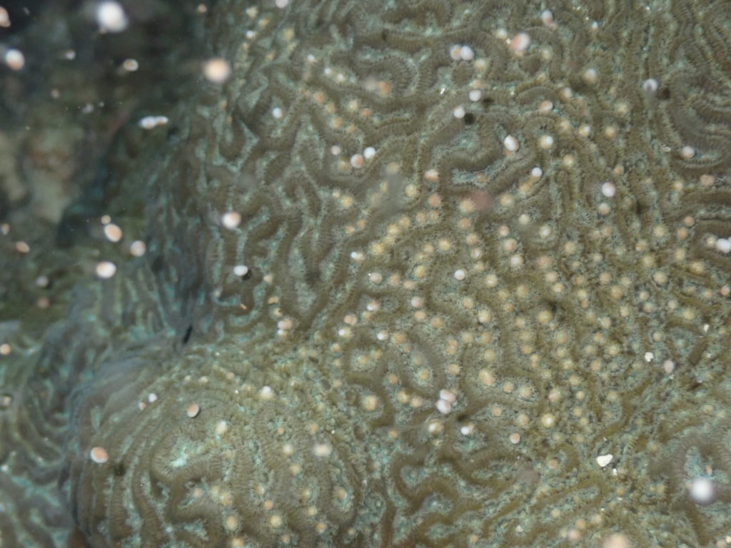 Desove de coral “cerebro nudoso”.