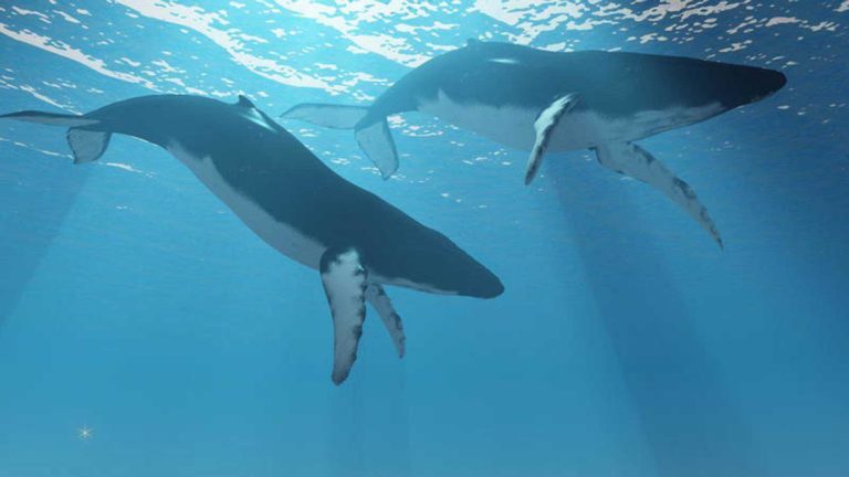 Países a favor de la caza de ballenas bloquean creación de santuario en el Atlántico Sur