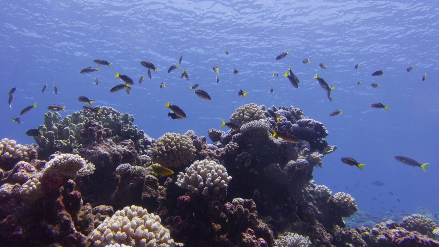 Imagen principal del artículo: Reporte internacional advierte que el 96% de los arrecifes de coral del mundo enfrenta riesgo crítico de colapso hacia 2075