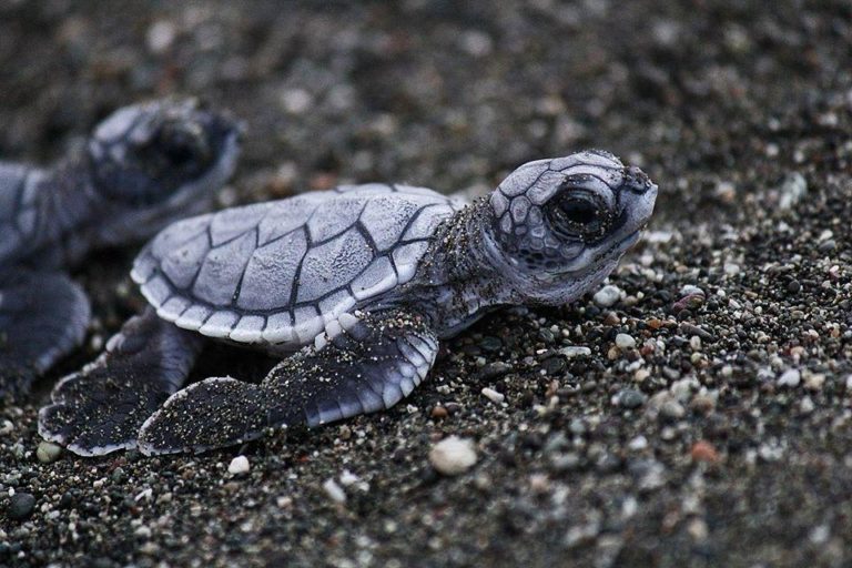 Místico hace un llamado a proteger los nidos de tortuga lora 