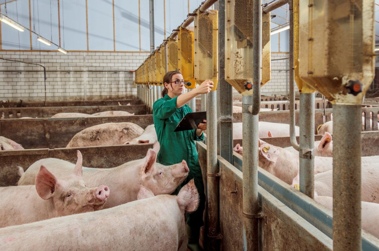 Imagen principal del artículo: Bienestar animal y resistencia a los antibióticos plantean nuevos desafíos para la porcicultura