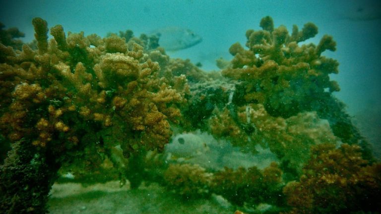 UNED alerta que El Niño amenaza los arrecifes coralinos y obliga a tomar medidas de protección