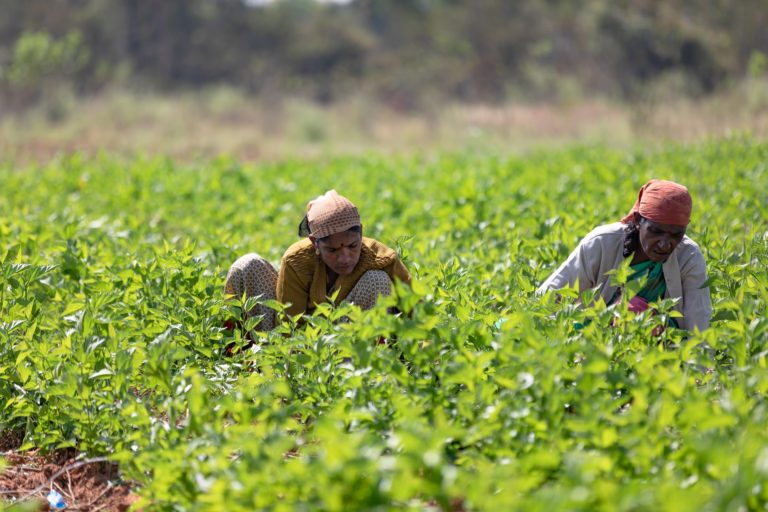 Mujeres rurales: de sostener sus territorios a decidir su futuro