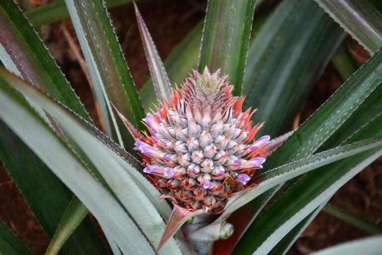 La piña rosada de Costa Rica: el lujo y las ganancias de unos, el costo ambiental de otros