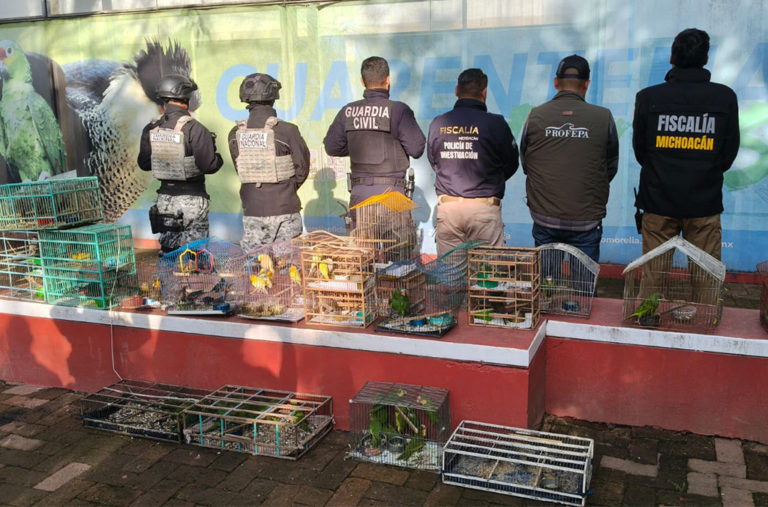 Interpol detiene a 233 personas en ofensiva ambiental en América Latina y el Caribe